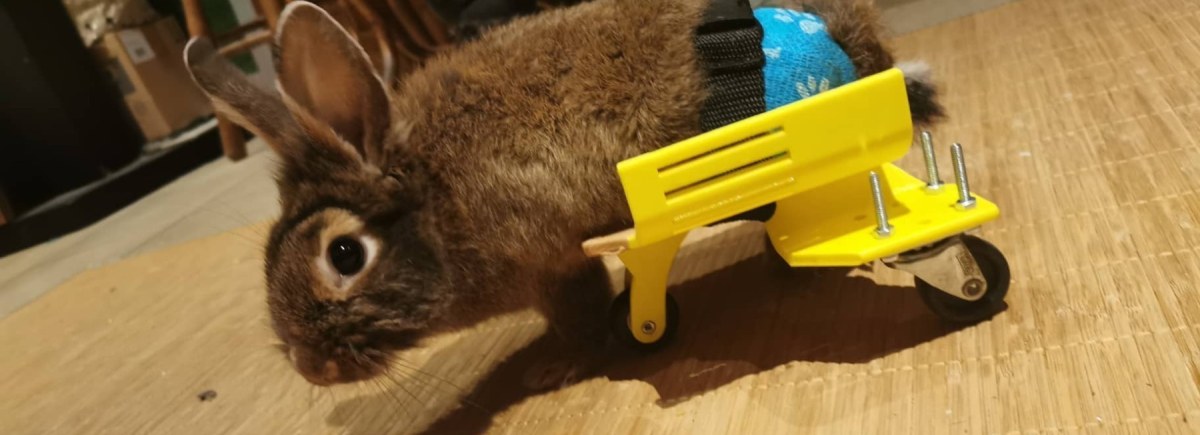 Skateboard pour lapin|a mobilité réduite