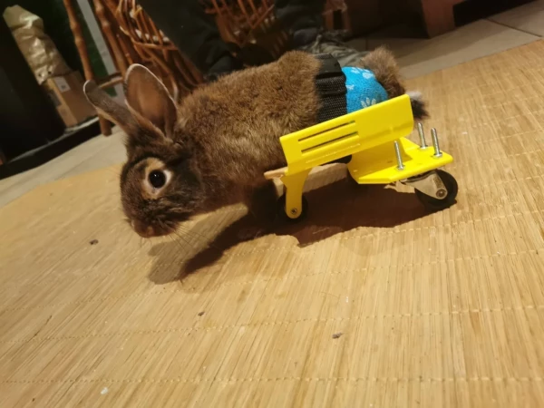Skateboard pour lapin a mobilité réduite